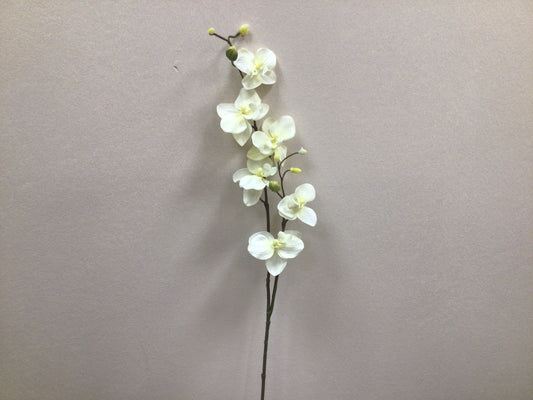 Orchide Gren Hvid