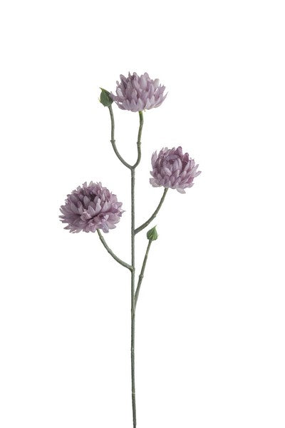 Evighedsblomst 50 cm. lilla