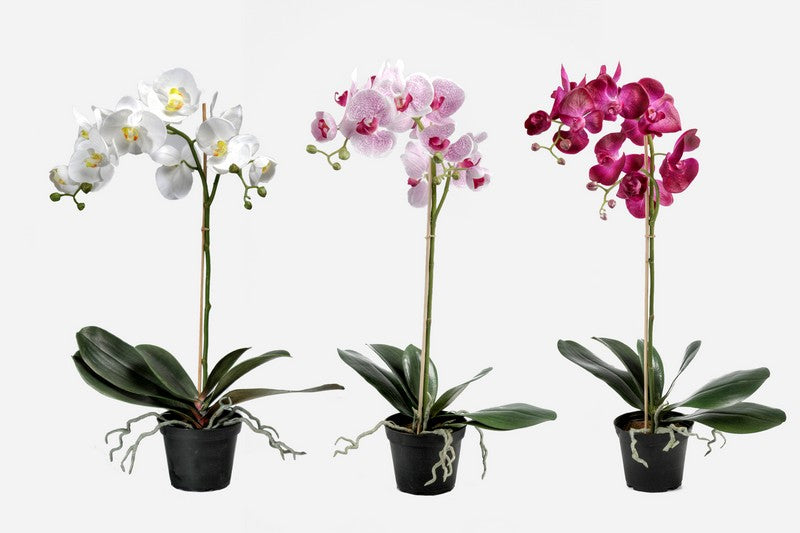 Orkide 60 cm.